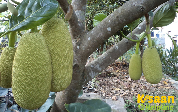 Jackfruit (कटहल)